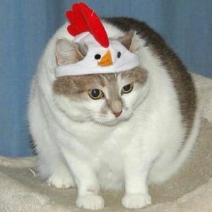 Meet your Posher, Shaylee